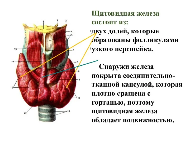 Щитовидная железа состоит из: двух долей, которые образованы фолликулами узкого перешейка. Снаружи