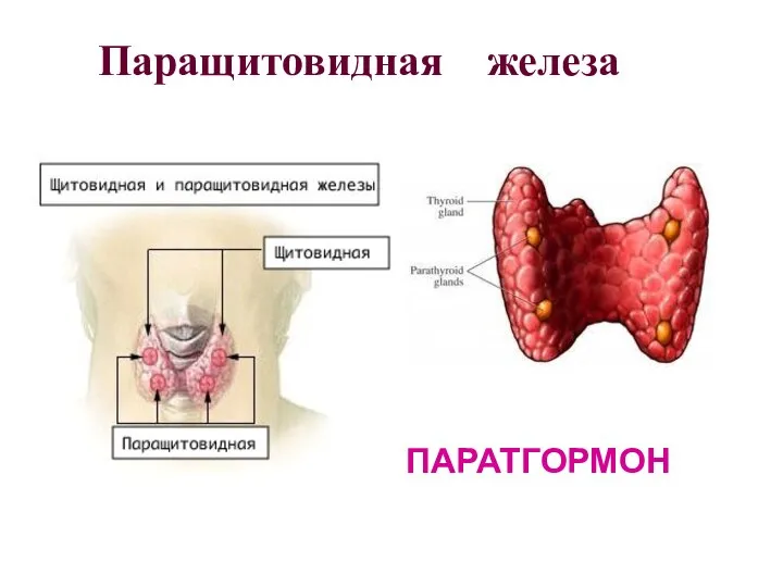 Паращитовидная железа ПАРАТГОРМОН