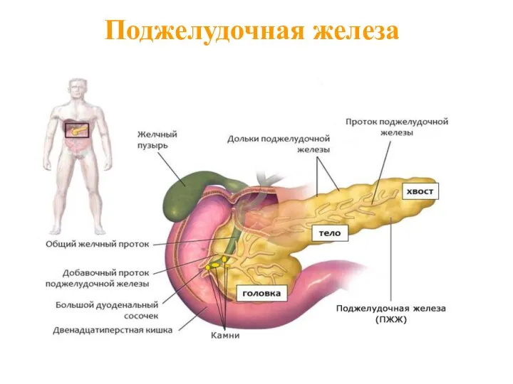 Поджелудочная железа