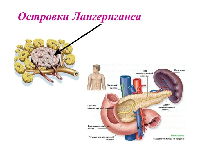 Островки Лангернганса