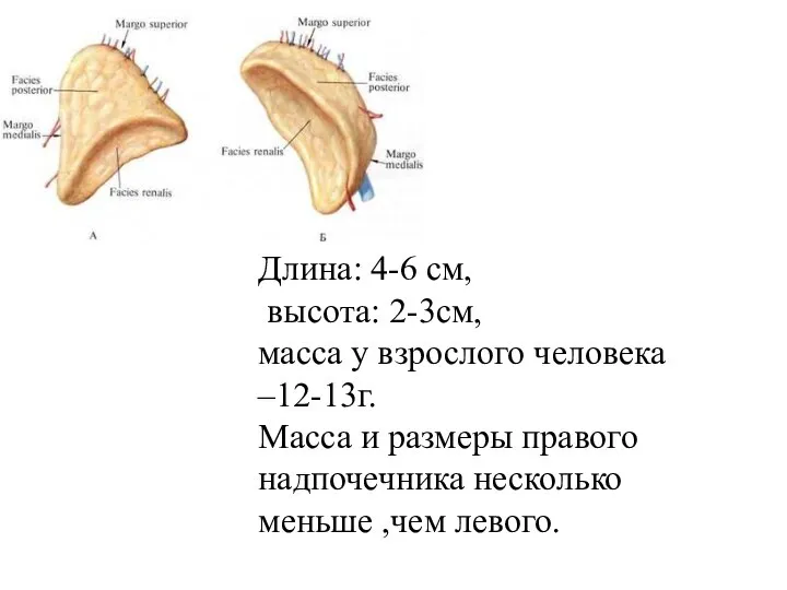 Длина: 4-6 см, высота: 2-3см, масса у взрослого человека –12-13г. Масса и