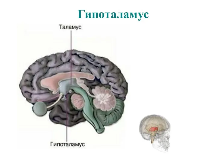 Гипоталамус