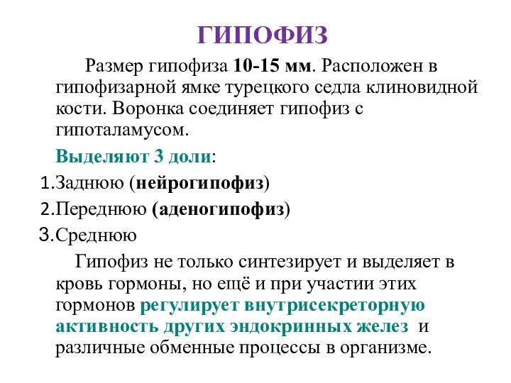 ГИПОФИЗ Размер гипофиза 10-15 мм. Расположен в гипофизарной ямке турецкого седла клиновидной