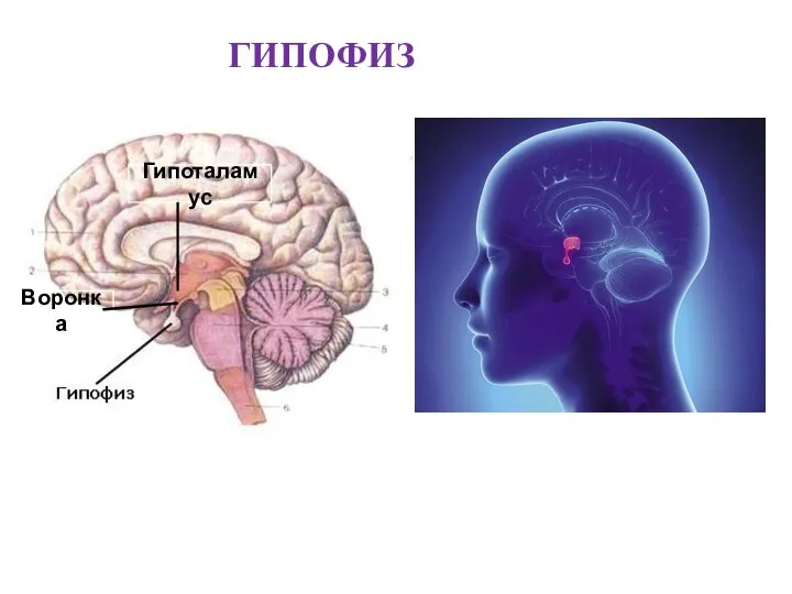 ГИПОФИЗ Гипоталамус Воронка