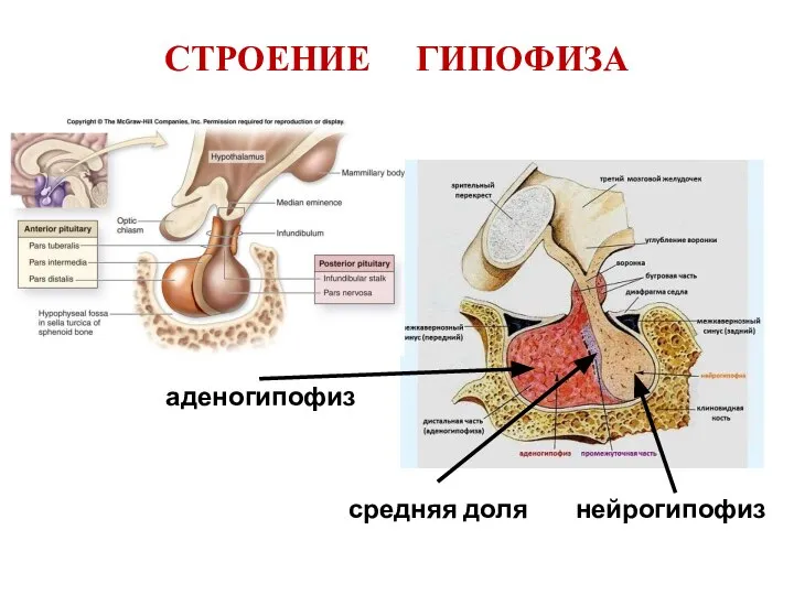 СТРОЕНИЕ ГИПОФИЗА аденогипофизз нейрогипофизз средняя доля