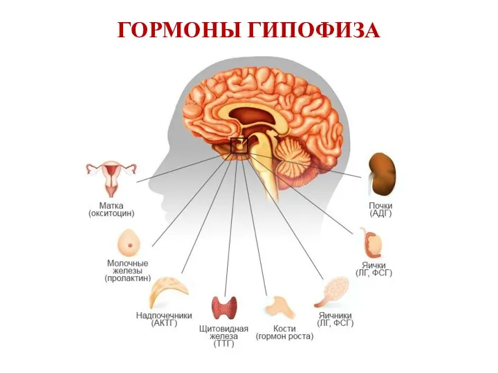 ГОРМОНЫ ГИПОФИЗА