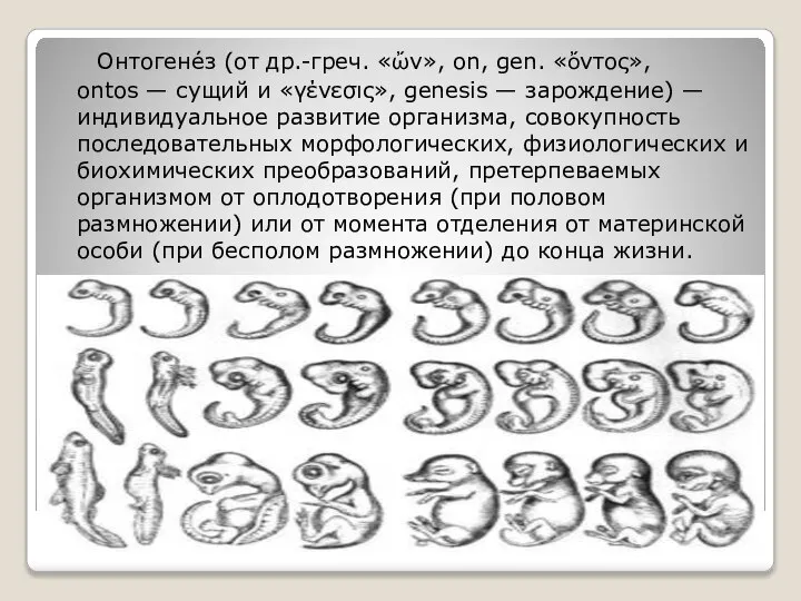 Онтогене́з (от др.-греч. «ὤν», on, gen. «ὄντος», ontos — сущий и «γένεσις»,