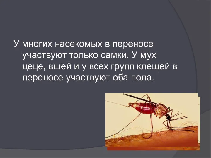 У многих насекомых в переносе участвуют только самки. У мух цеце, вшей