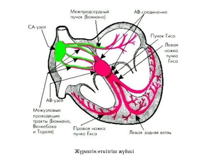 Жүректің өткізгіш жүйесі