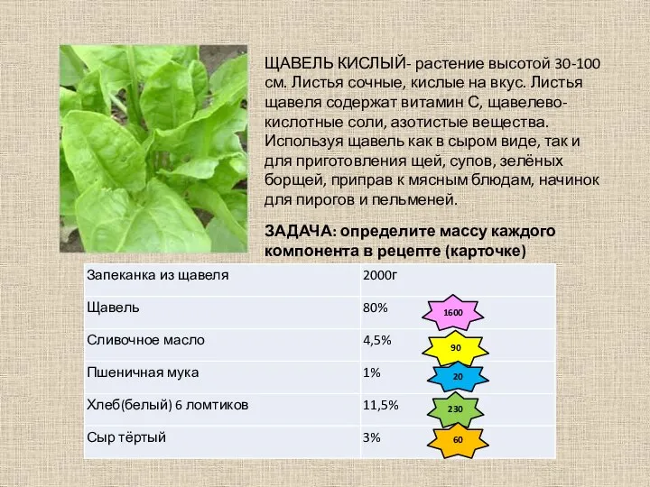 ЩАВЕЛЬ КИСЛЫЙ- растение высотой 30-100 см. Листья сочные, кислые на вкус. Листья