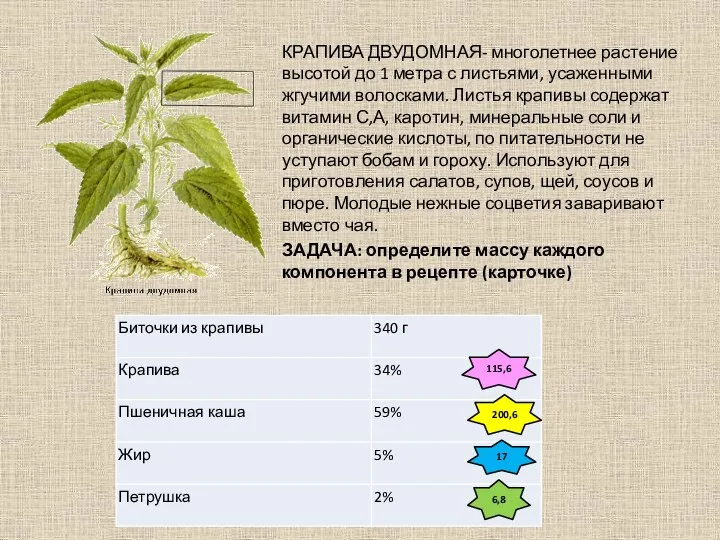 КРАПИВА ДВУДОМНАЯ- многолетнее растение высотой до 1 метра с листьями, усаженными жгучими