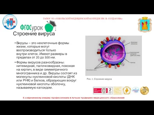 Строение вируса Вирусы – это неклеточные формы жизни, которые могут воспроизводиться только