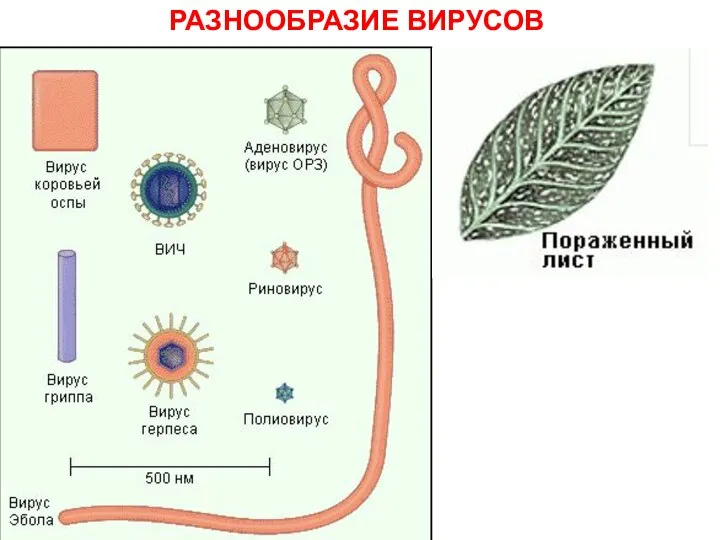 РАЗНООБРАЗИЕ ВИРУСОВ