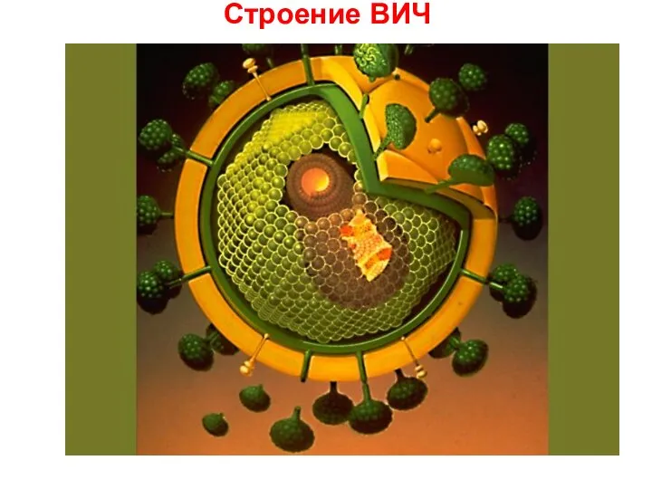 Строение ВИЧ