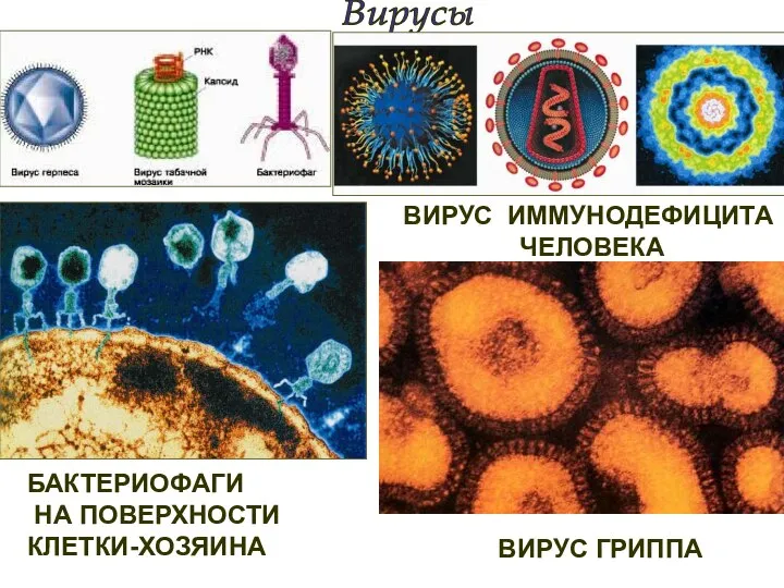 Вирусы ВИРУС ИММУНОДЕФИЦИТА ЧЕЛОВЕКА БАКТЕРИОФАГИ НА ПОВЕРХНОСТИ КЛЕТКИ-ХОЗЯИНА ВИРУС ГРИППА