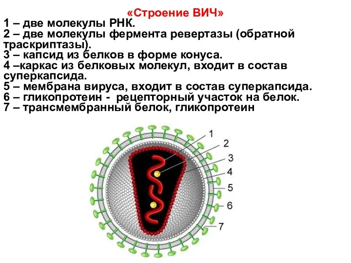 «Строение ВИЧ» 1 – две молекулы РНК. 2 – две молекулы фермента