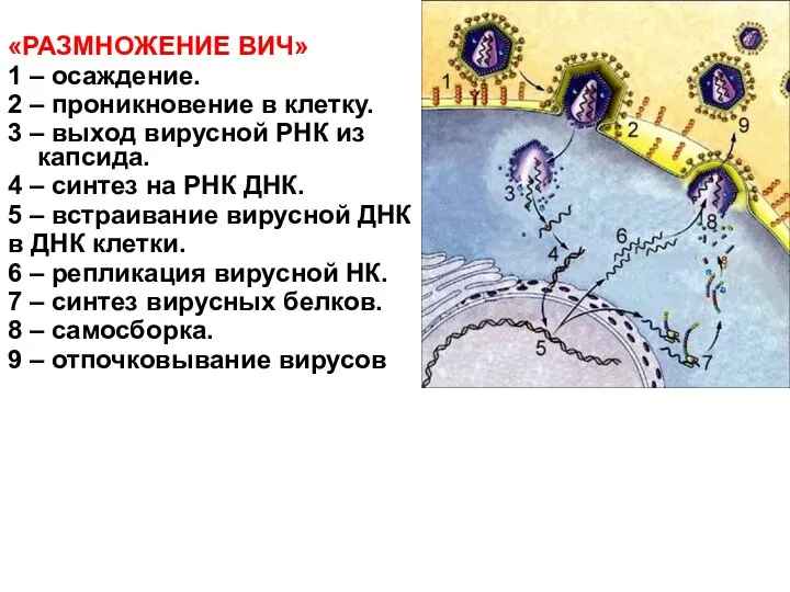 «РАЗМНОЖЕНИЕ ВИЧ» 1 – осаждение. 2 – проникновение в клетку. 3 –