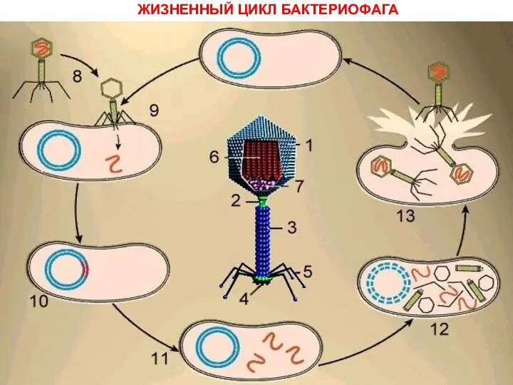 ЖИЗНЕННЫЙ ЦИКЛ БАКТЕРИОФАГА