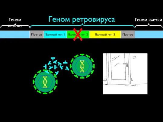 Повтор Повтор Важный ген 1 Важный ген 2 Важный ген 3 Геном