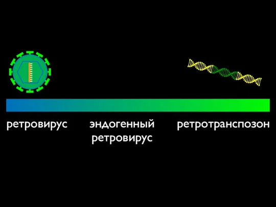 ретровирус эндогенный ретровирус ретротранспозон