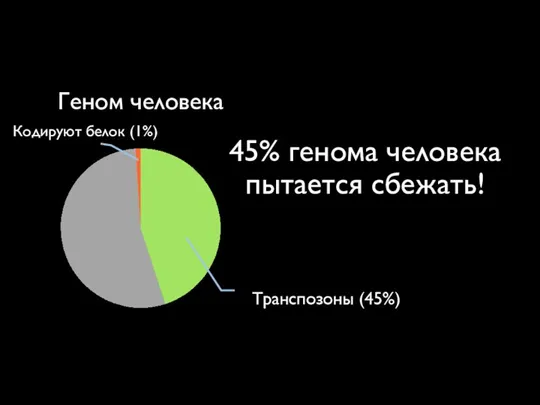 45% генома человека пытается сбежать! Транспозоны (45%) Кодируют белок (1%) Геном человека