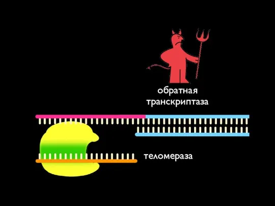 обратная транскриптаза теломераза