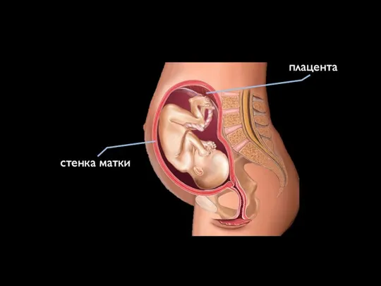 стенка матки плацента