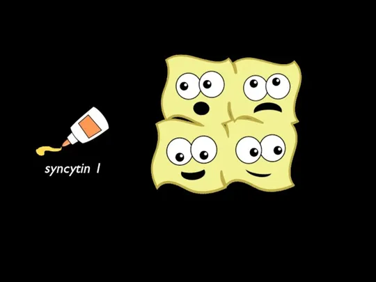 syncytin 1