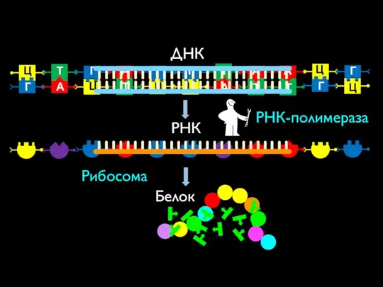 ДНК РНК Белок Рибосома