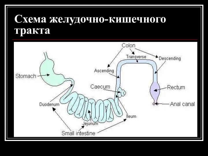 Схема желудочно-кишечного тракта