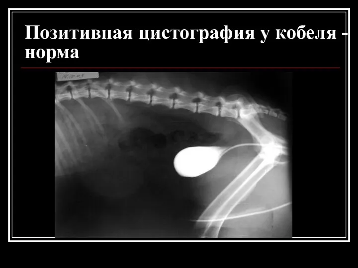 Позитивная цистография у кобеля - норма