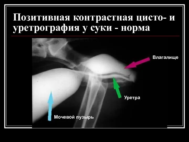 Позитивная контрастная цисто- и уретрография у суки - норма Влагалище Уретра Мочевой пузырь