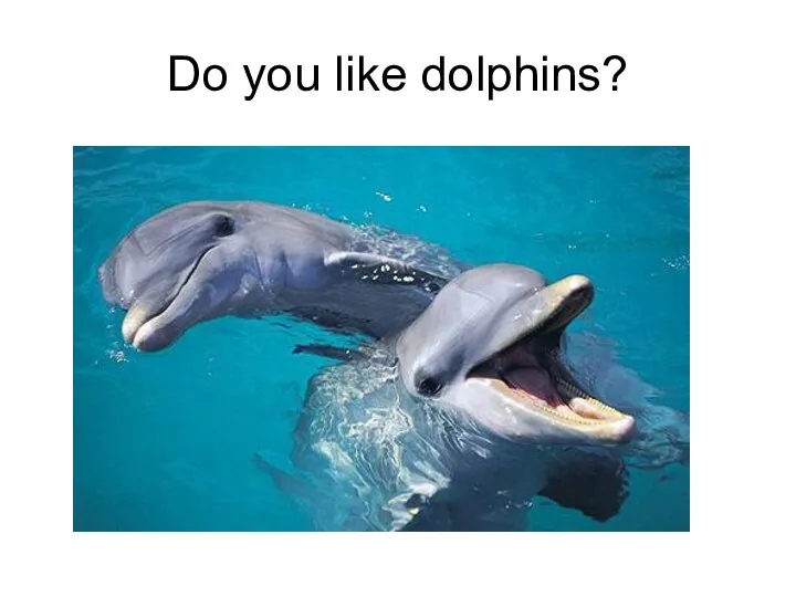 Do you like dolphins?