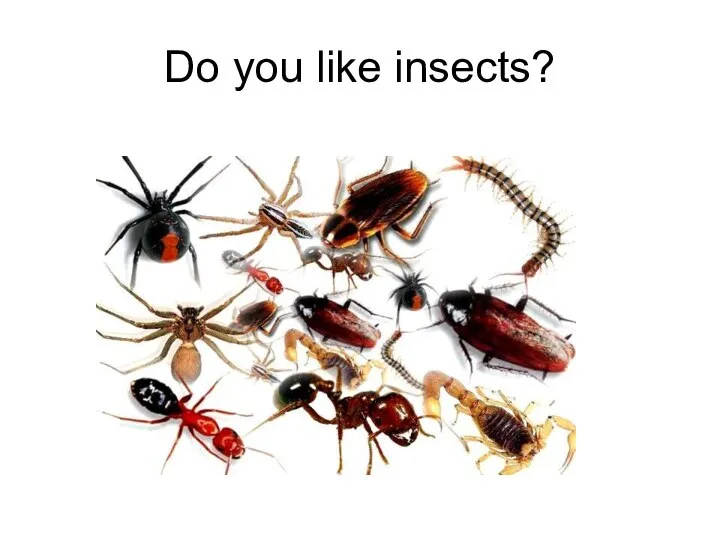 Do you like insects?
