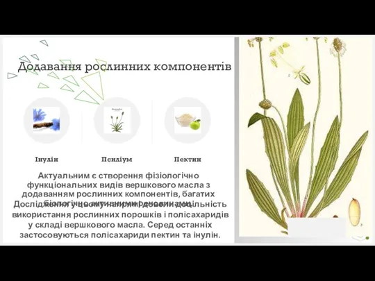 Додавання рослинних компонентів Інулін Псиліум Актуальним є створення фізіологічно функціональних видів вершкового