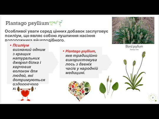 Plantago psyllium Особливої уваги серед цінних добавок заслуговує псиліум, що являє собою