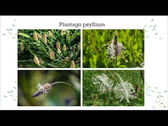 Plantago psyllium