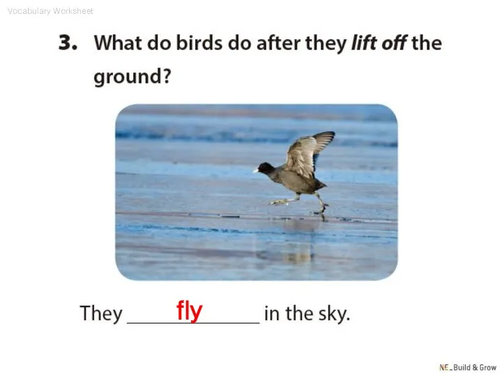 fly Vocabulary Worksheet