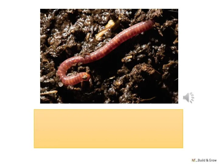 worm