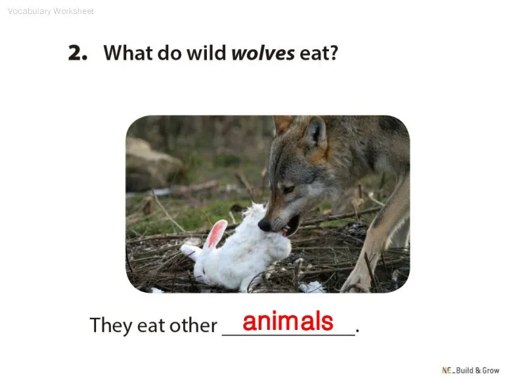 animals Vocabulary Worksheet