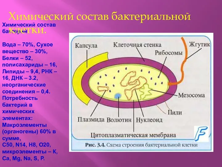 Химический состав бактерий: Вода – 70%, Сухое вещество – 30%, Белки –