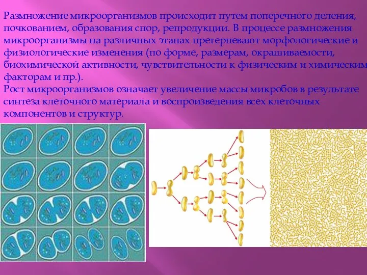 Размножение микроорганизмов происходит путем поперечного деления, почкованием, образования спор, репродукции. В процессе