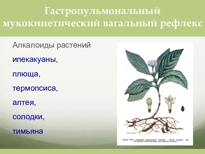 Алкалоиды растений ипекакуаны, плюща, термопсиса, алтея, солодки, тимьяна Гастропульмональный мукокинетический вагальный рефлекс