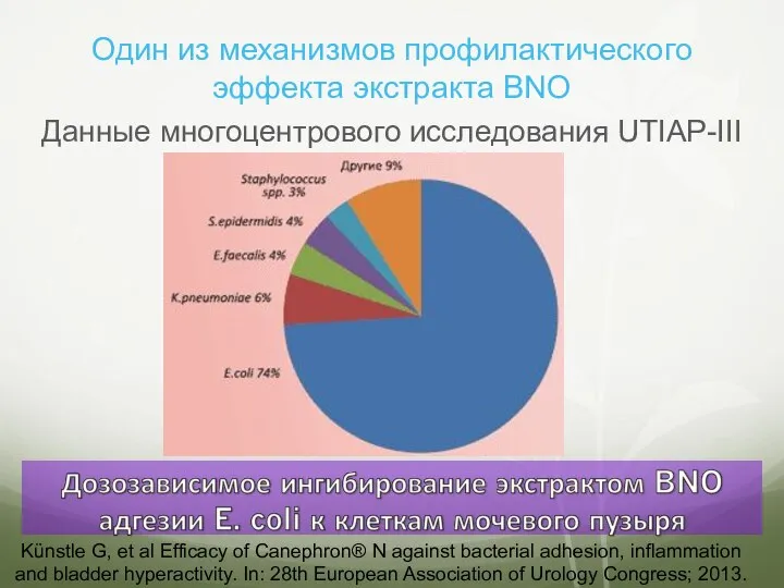 Один из механизмов профилактического эффекта экстракта BNO Данные многоцентрового исследования UTIAP-III Künstle