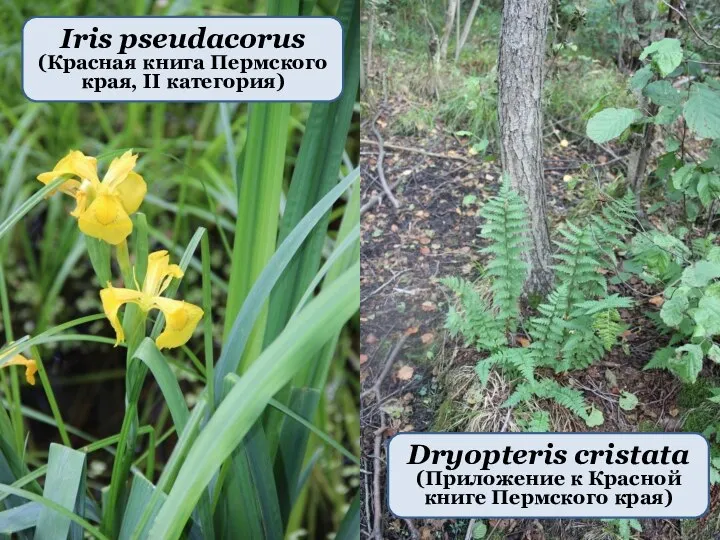 Iris pseudacorus (Красная книга Пермского края, II категория) Dryopteris cristata (Приложение к Красной книге Пермского края)