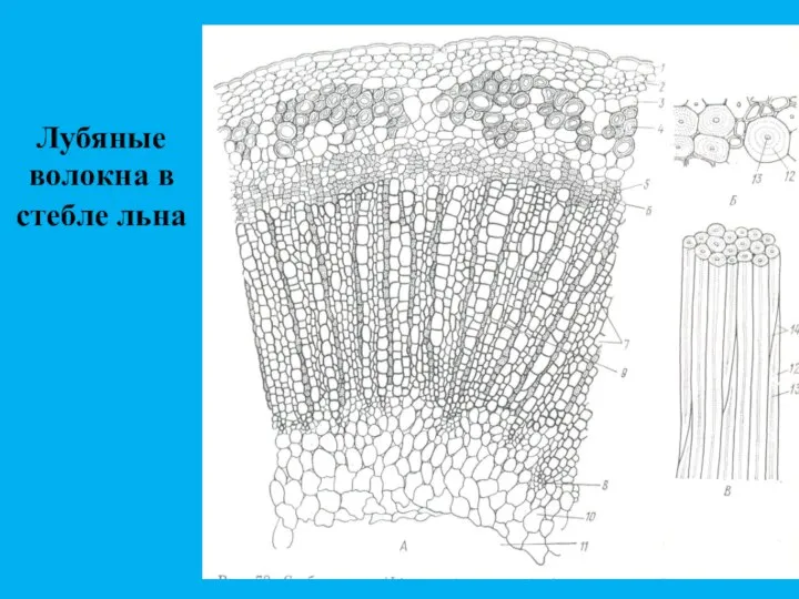 Лубяные волокна в стебле льна