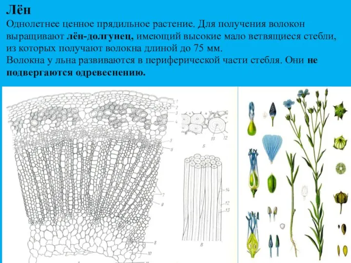 Лён Однолетнее ценное прядильное растение. Для получения волокон выращивают лён-долгунец, имеющий высокие