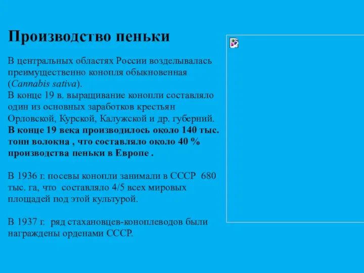 Производство пеньки В центральных областях России возделывалась преимущественно конопля обыкновенная (Cannabis sativa).