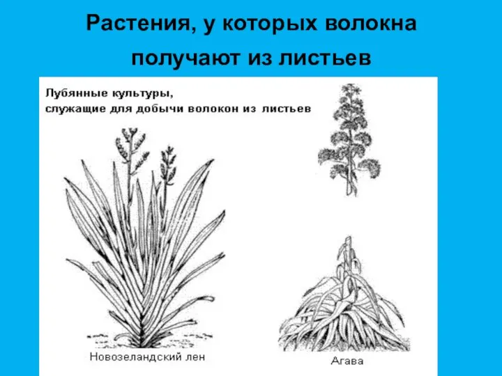 Растения, у которых волокна получают из листьев