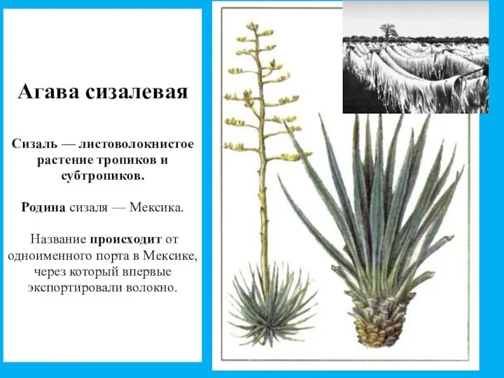 Агава сизалевая Сизаль — листоволокнистое растение тропиков и субтропиков. Родина сизаля —